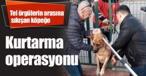 Tel örgülerin arasına sıkışan köpeğe kurtarma operasyonu