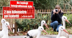 Bu leyleği fotoğraflamak için 2 bin kilometre yol katetti