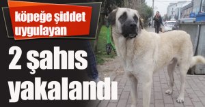 İzmit'te köpeğe şiddet uygulayan 2 şahıs yakalandı
