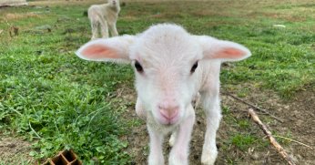 o kuzuya evde bebek gibi bakıyorlar