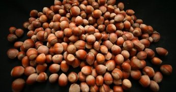 Toprak Mahsulleri Ofisi fındık fiyatını aşağıya çekti