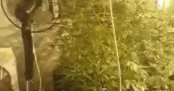 Evin içini seraya çevirip uyuşturucu yetiştirmişler