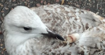 Martı uzun süre hareketsiz kaldı