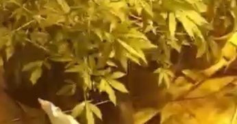 Evi seraya çevirip uyuşturucu yetiştirmişlerdi: 2 şüpheli tutuklandı