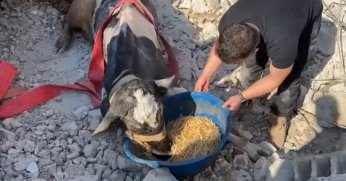 17 GÜNDÜR ENKAZ ALTINDA KALAN İNEĞİ GÖLCÜK BELEDİYESİ EKİPLERİ KURTARDI