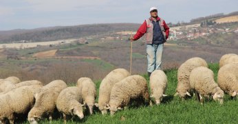 Şehir hayatından sıkıldı, çoban oldu