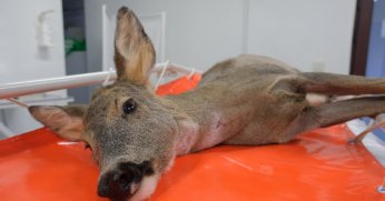 Binlerce yaban hayvanı hayata döndürüldü