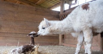 Kocaeli doğal yaşam parkında dünyaya 
