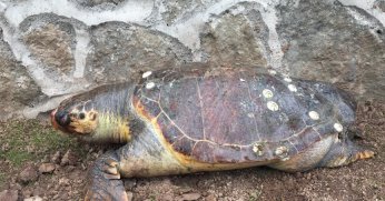 Sayısı gittikçe azalıyor: 100 kiloluk deniz kaplumbağası kıyıya vurdu
