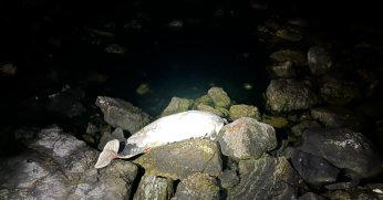 Kocaeli’de ölü yunus sahile vurdu