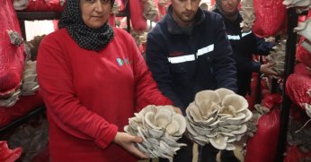 Yılın ilk hasadında 370 kilo mantar toplandı