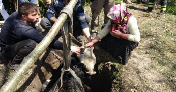 Yangından kaçarken kuyuya düşen büyükbaş hayvan kepçe yardımıyla kurtarıldı