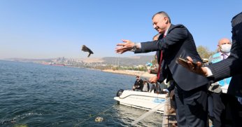 İzmit Körfezine 5 bin balık daha salınacak