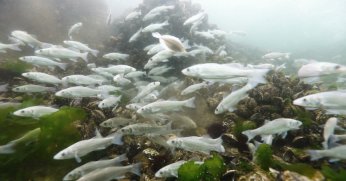 İzmit Körfezine 5 bin balık daha salınacak