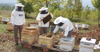 Büyükşehir’den arıcılara 55 ton arı yemi