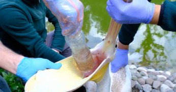 Midesinden plastik şişe çıkarılan pelikanın son durumu