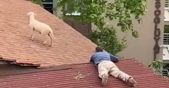 Çatıya çıkan koç hem güldürdü hem uğraştırdı