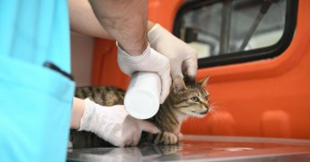 O ilçede artık sokak hayvanlarına yerinde müdahale edilecek