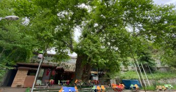 Tarihi çınar ağacı yıllara meydan okuyor