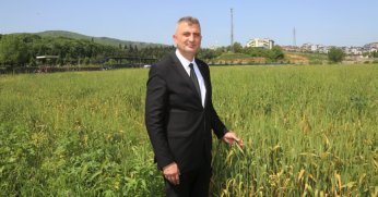 Gölcük Belediyesi organik buğdayları bir kez daha yetişiyor