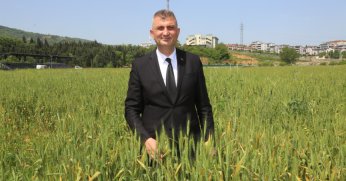 Gölcük Belediyesi buğday yetiştiriyor
