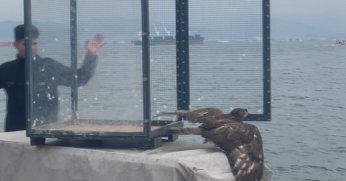 Denizde buldukları yırtıcı kuşu ısıtıp bonfile ile besledikten sonra doğaya bıraktılar