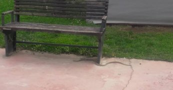 Balyanoz Koyu'nda yılan paniği