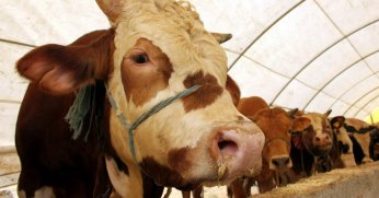 Kurbanlık fiyatları belli oldu mu? İşte 2023 büyükbaş ve küçükbaş kurbanlık fiyatları…