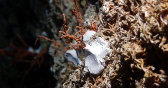 Denizin dibine bakın ne ekiyorlar