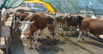 Kurbanlık seçerken bunlara dikkat edin