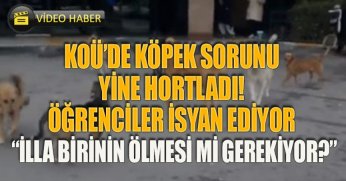 KOÜ’DE KÖPEK SORUNU YİNE HORTLADI! ÖĞRENCİLER İSYAN EDİYOR