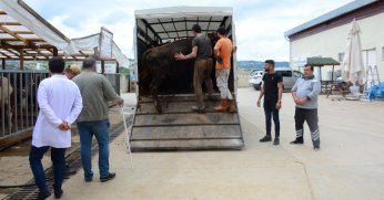 Kocaeli’de kurbanlık hayvan girişleri başladı