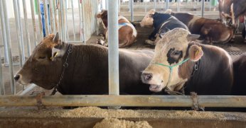 Kurban kesecekler dikkat