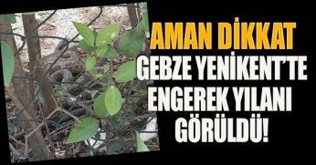 AMAN DİKKAT! GEBZE YENİKENT’TE ENGEREK YILANI GÖRÜLDÜ!