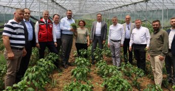 İzmit Dağköy’de araka hasat şenliği düzenlendi