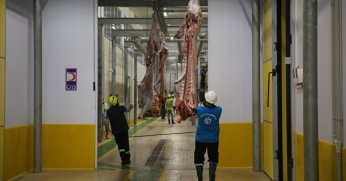 Modern kesimhanede dini hükümlere uygun kesim