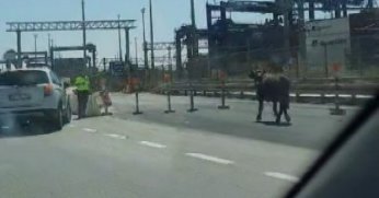 Sahibinin elinden kaçan dana D-100’ü birbirine kattı