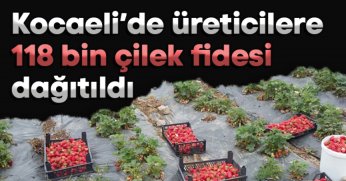 Kocaeli’de üreticilere 118 bin çilek fidesi dağıtıldı