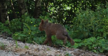 Yavru boz ayı Tuti doğaya salındı