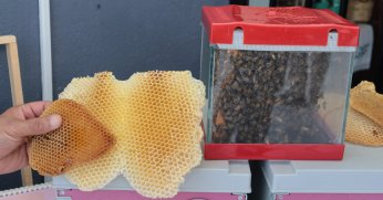  Büyükşehir’in desteklediği kadın arıcılardan;  Kocaeli’de bal hasadı şenliği