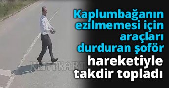 Kaplumbağanın ezilmemesi için araçları durduran şoför hareketiyle takdir topladı