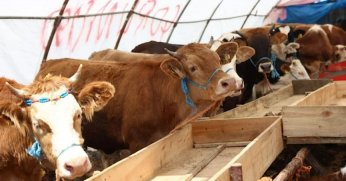 Şap karantinası başlatıldı!