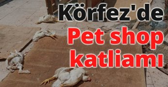 Körfez'de pet shop katliamı