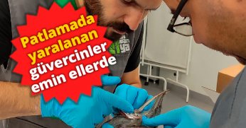 Patlamada yaralanan güvercinler emin ellerde