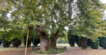 Bu ağaç 929 yaşında