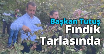 Başkan Tutuş Fındık Tarlasında