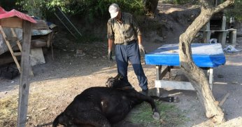 Otlamaya çıkıp, küflenmiş kuru ekmek yiyen inekler çatlayıp telef oldu