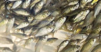 Sapanca'ya 100 bin Sazan Balığı Salacaklar