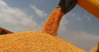 TZOBdan mısır fiyatı açıklaması