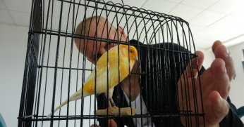Molozların arasından kurtardığı kanaryalarıyla hayata tutundu